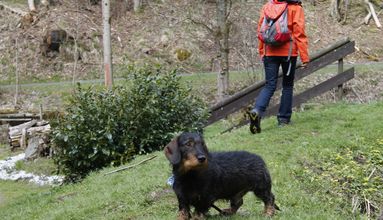 In diesen Ferienwohnungen sind Hunde gern gesehene Gäste.