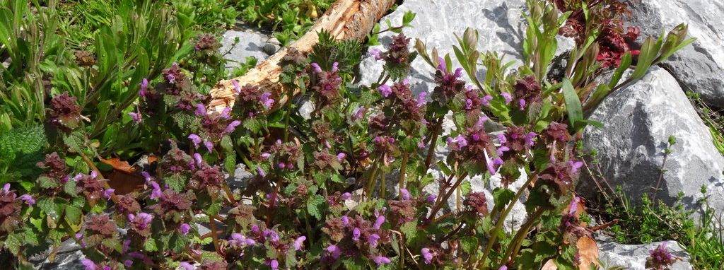 Schöne Ferienwohnungen und Natur pur!